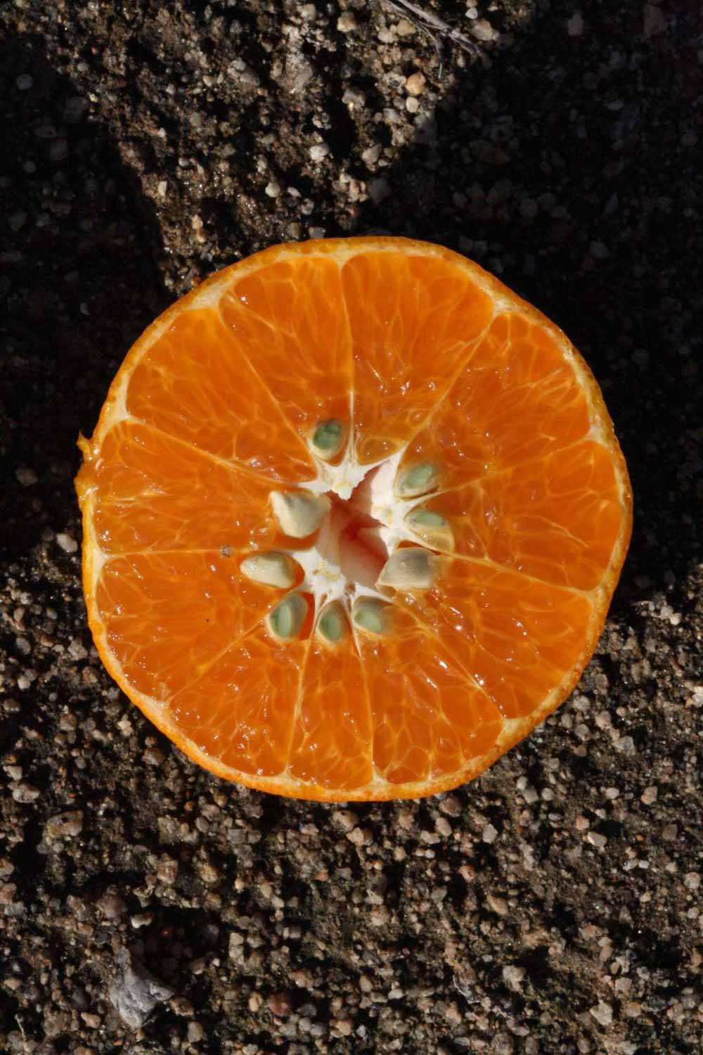              Fruit cross-section (Riverside, CA)       